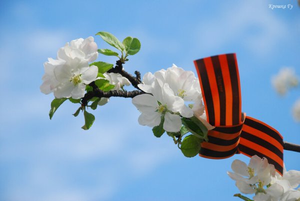 Весенние цветы Победы