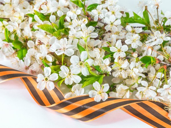 Ветка яблони с георгиевской лентой