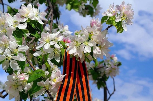 Яблоня черемуха Георгиевская