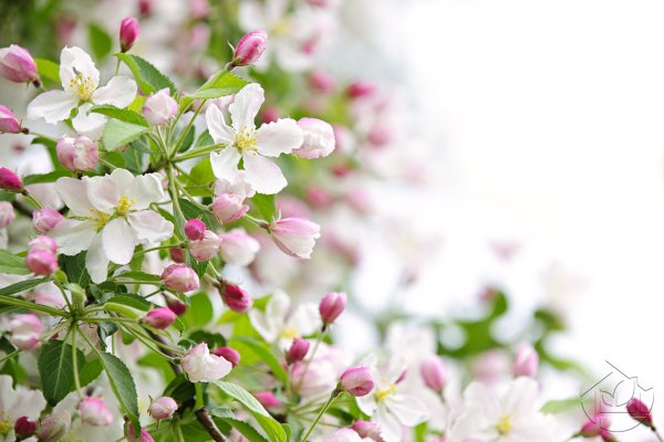 Фотообои на стену яблоня