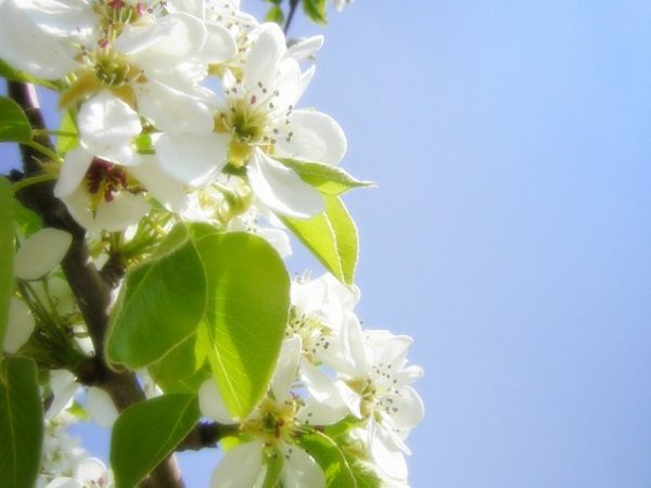 С днем Победы Яблоневый цвет