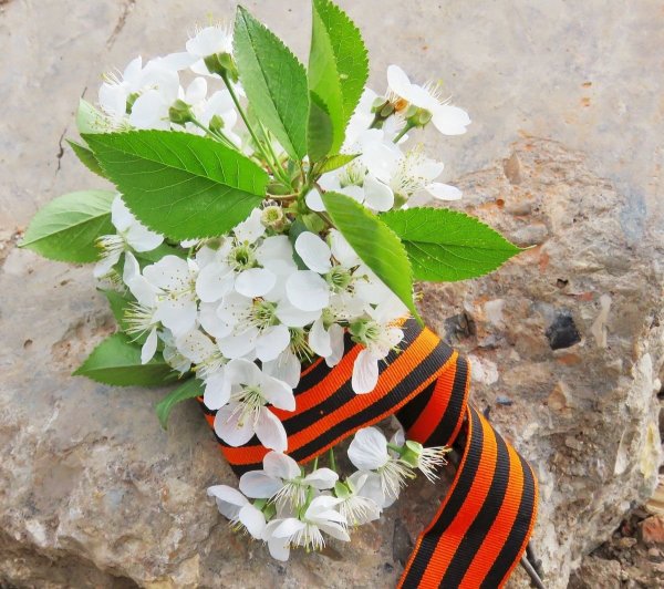 Цветущая Весна Победы