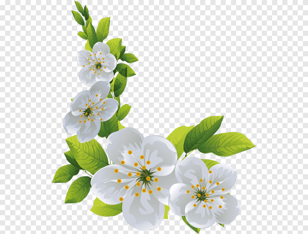 Ветка яблони без фона