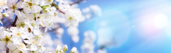 Цветущая яблоня на фоне неба