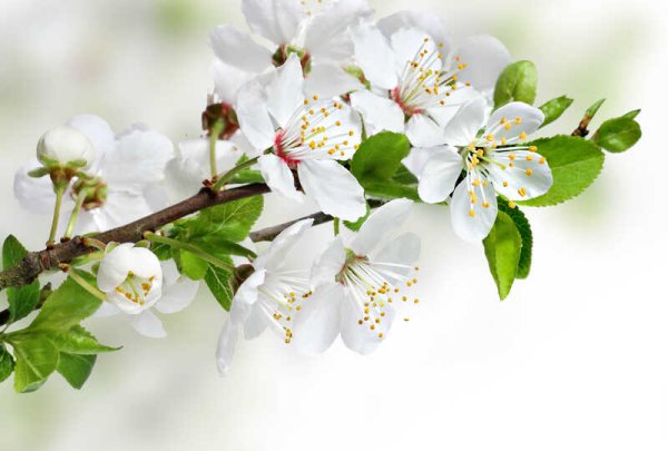 Фотообои Цветущая яблоня