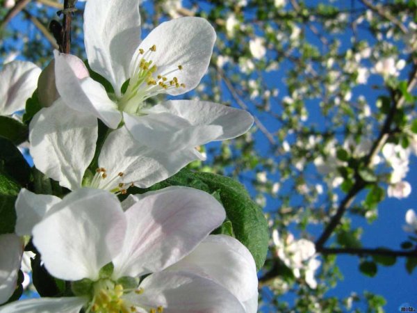 Май цветущие яблони победа