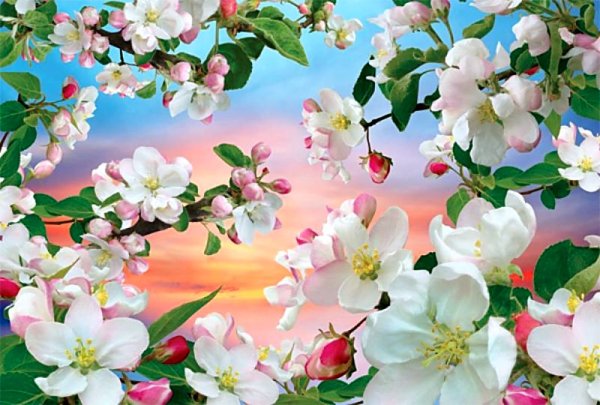 Фотообои Цветущая яблоня