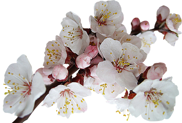 Ветка яблони на прозрачном фоне