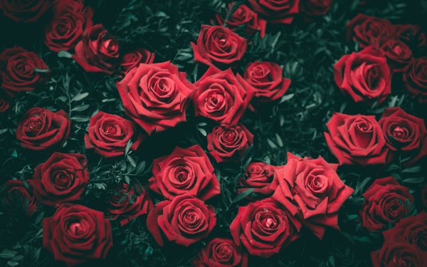 Статус для ватсапа цветы красивые