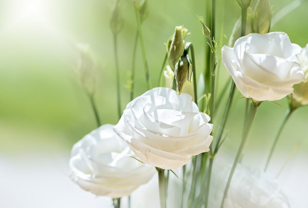 Нежный цветок