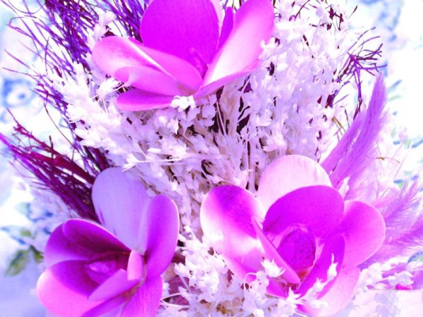 Роза шикарная