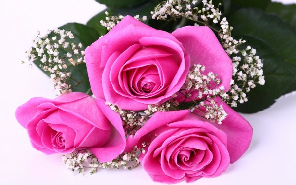 Заставка на ватсап цветы