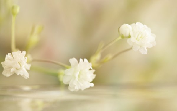 Нежные весенние цветы