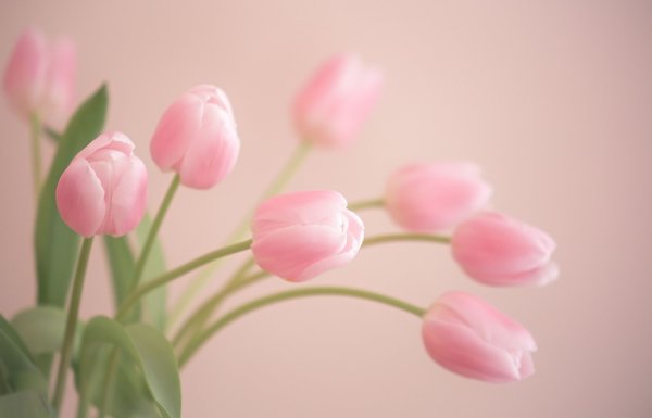 Нежные тюльпаны