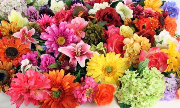 Роза Рейнбоу