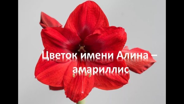 Доброе утро Алиса