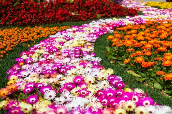 Много роз букет