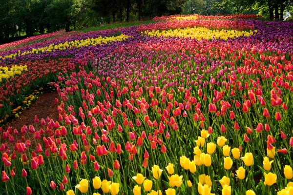 Большие букеты цветов