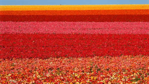 Цветочная плантация Колумбия