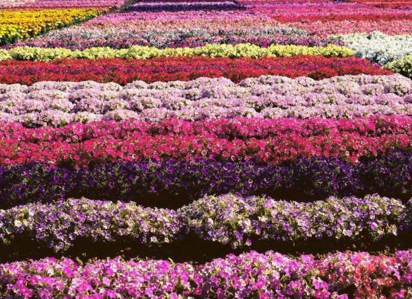 Цветы маленькие разноцветные