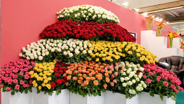 Хризантемы лилии розы ирисы+фрезии