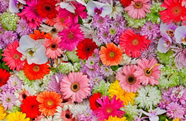 Цветы коллаж