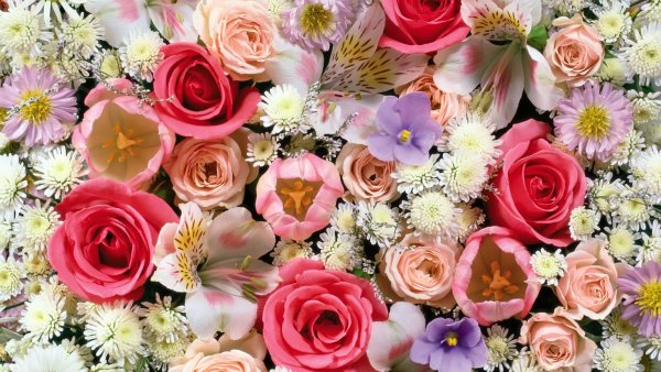 Хризантема Сантини Ауринко