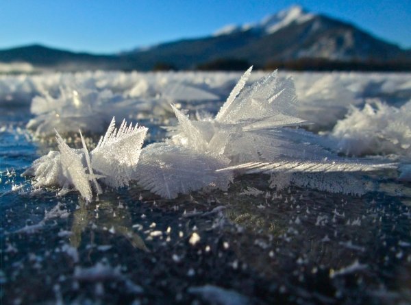 Ледяные цветы Арктики