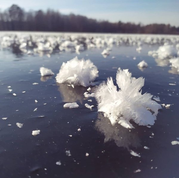 Роза во льду