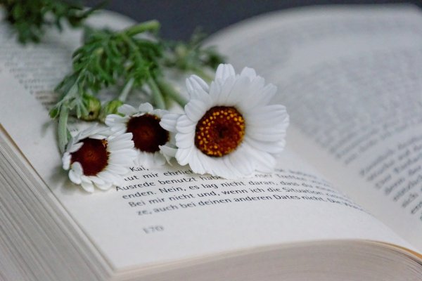 Книги и цветы: подборка картинок