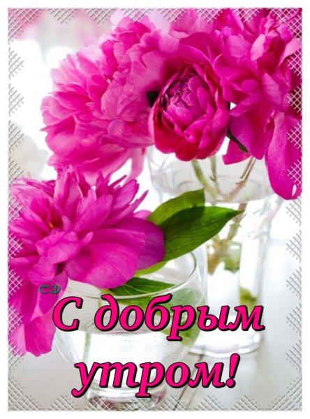 Красивые цветы в чашке