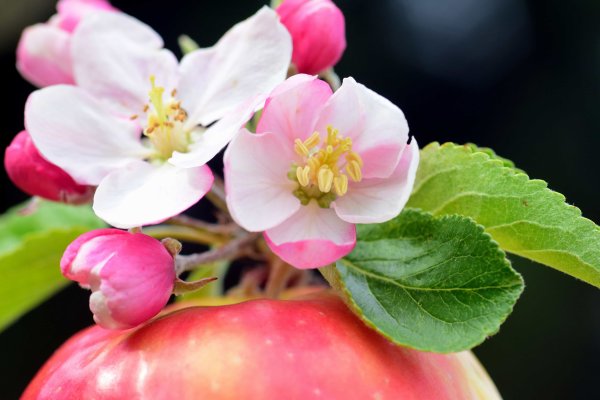 Яблоня макинтош цветение