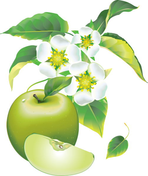 Яблоневый цвет (Apple Blossom)