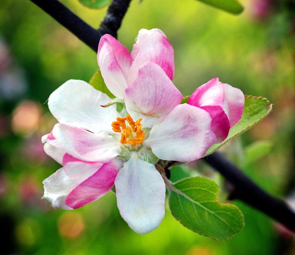Яблоневый цвет (Apple Blossom)