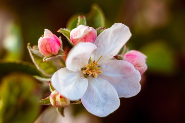 Яблоневый цвет (Apple Blossom) роза