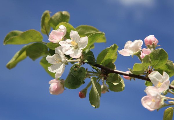 Яблочный спас фото