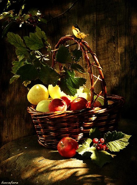 Яблоня цветет дерево