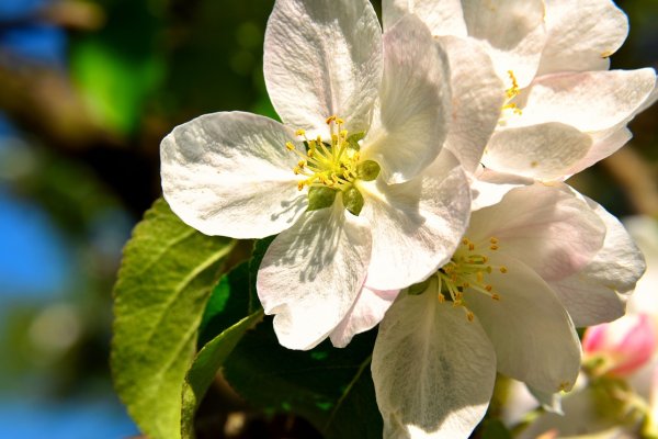 Август цветы яблоки