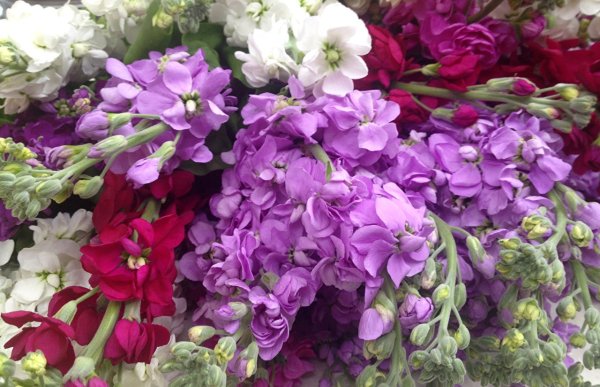 Ароматные цветы