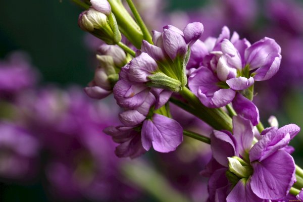 Левкой цветок