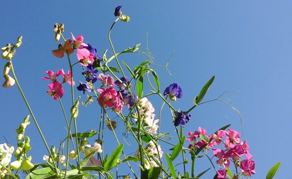 Душистый горошек