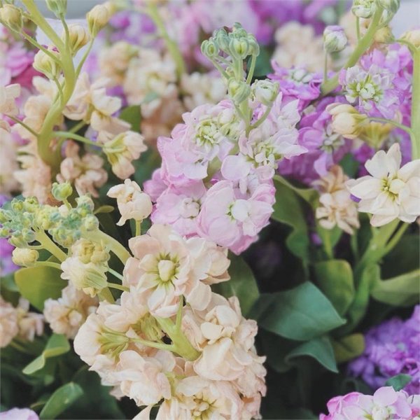 Маттиола левкой Букетная