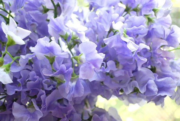 Душистый горошек лавандовый