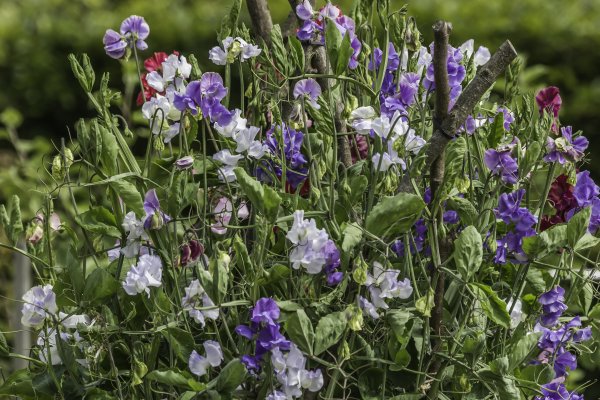 Полевые цветы горошек душистый