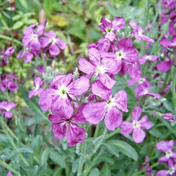 Маттиола ночная фиалка