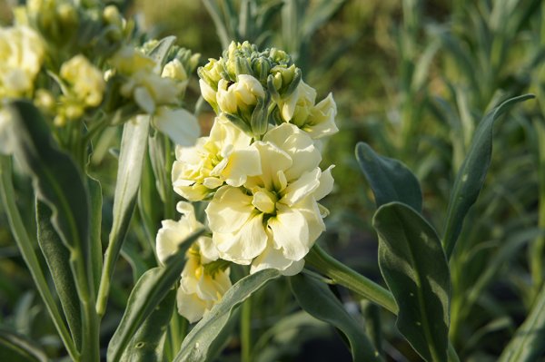 Левкой (Matthiola)