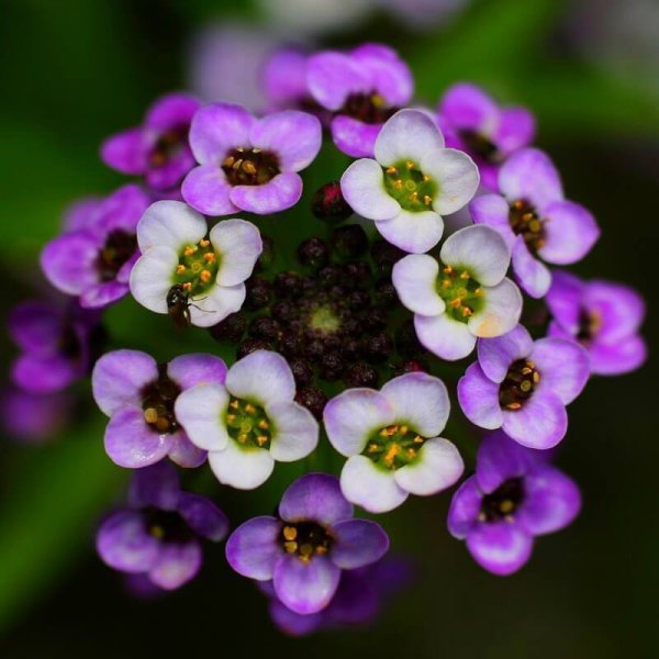 Цветы четырехлепестковые