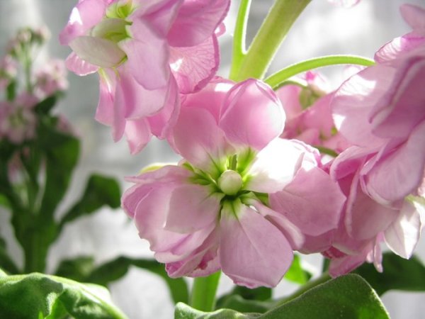 Маттиола макро