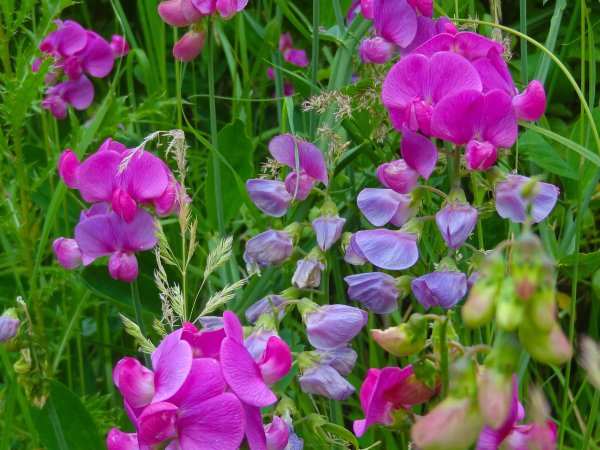 Душистый горошек полевой