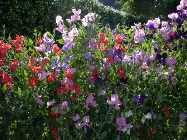 Душистый горошек Вьюн